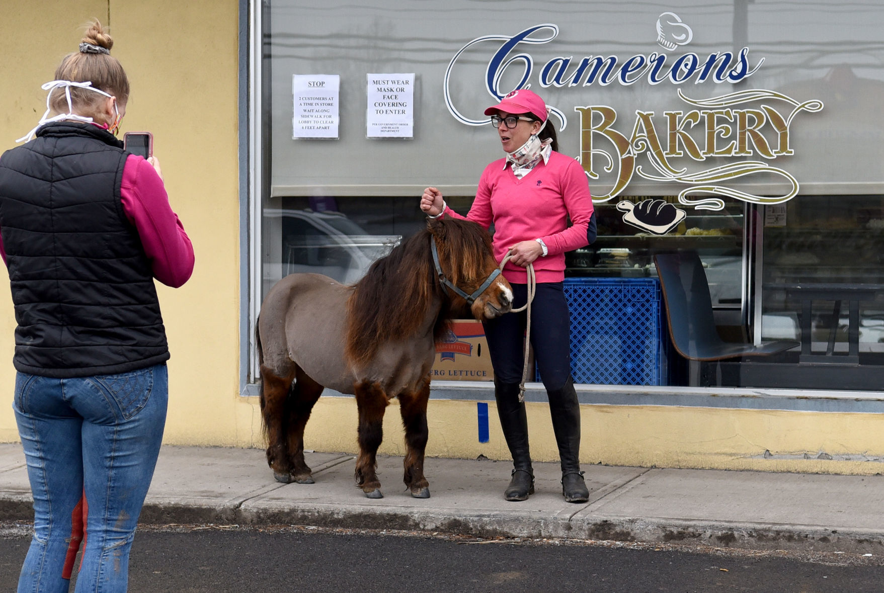 Mini horse 6
